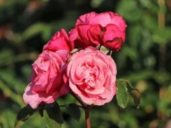Nostalgie®-Edelrose 'Wildberry' ® -Deutschland Garten Funk Verkaufs-Shop nostalgie edelrose wildberry m111217 w 9