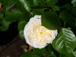 Nostalgie®-Strauchrose 'Artemis' ® 30 Nostalgie®-Strauchrose 'Artemis' ® -Deutschland Garten Funk Verkaufs-Shop nostalgie strauchrose artemis m054913 1341765 0