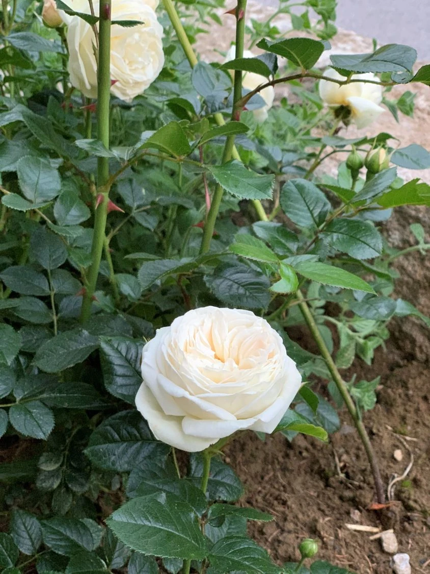 Nostalgie®-Strauchrose 'Artemis' ® 15 Nostalgie®-Strauchrose 'Artemis' ® – Bild 15