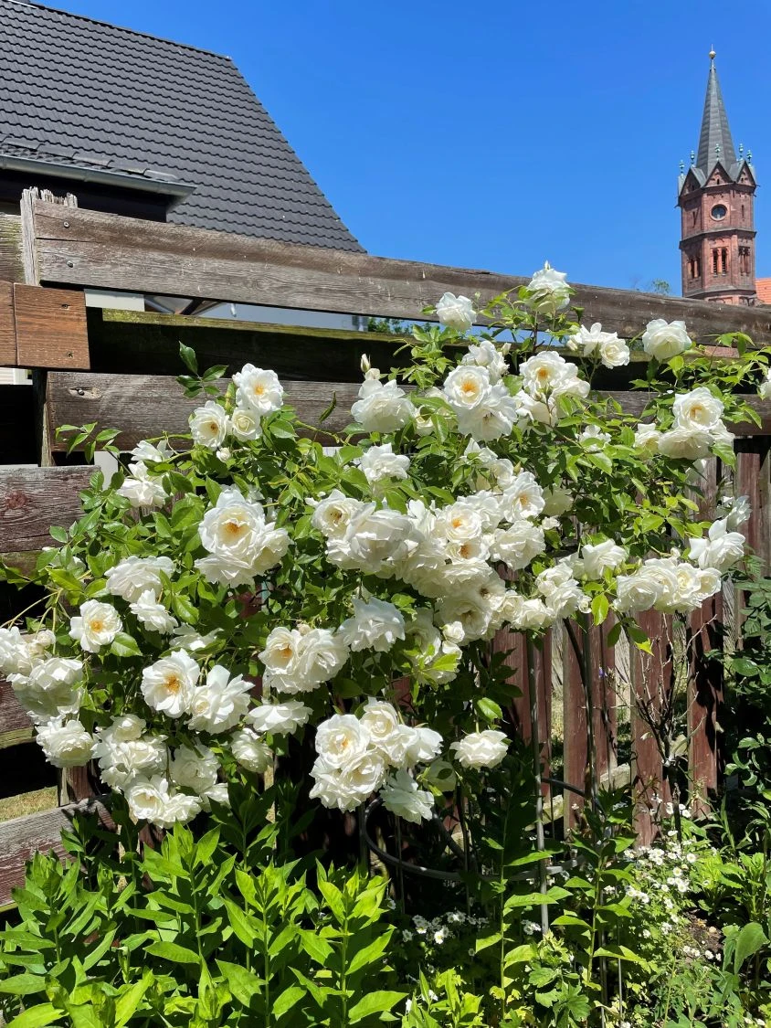 Nostalgie®-Strauchrose 'Artemis' ® 14 Nostalgie®-Strauchrose 'Artemis' ® – Bild 14