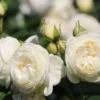 Nostalgie®-Strauchrose 'Artemis' ®