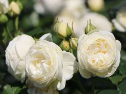 Nostalgie®-Strauchrose 'Artemis' ®