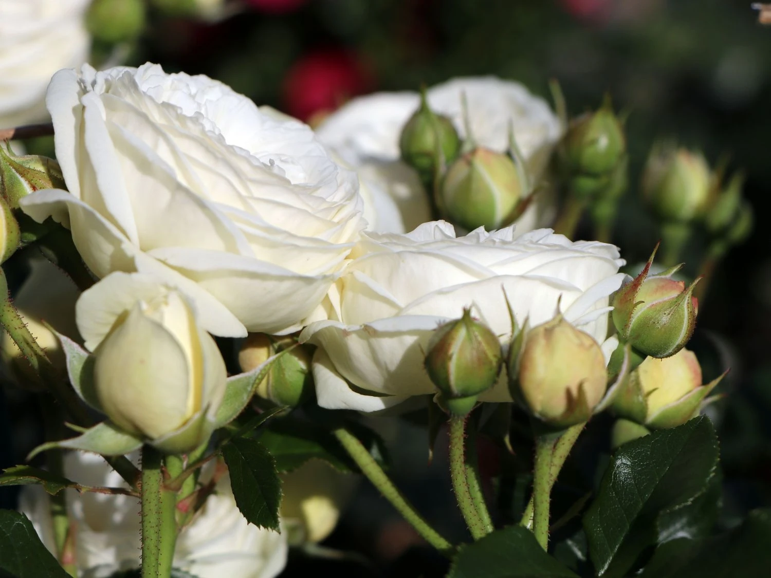 Nostalgie®-Strauchrose 'Artemis' ® 12 Nostalgie®-Strauchrose 'Artemis' ® – Bild 12