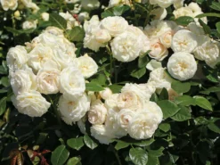 Nostalgie®-Strauchrose 'Artemis' ® 21 Nostalgie®-Strauchrose 'Artemis' ® -Deutschland Garten Funk Verkaufs-Shop nostalgie strauchrose artemis m054913 w 1