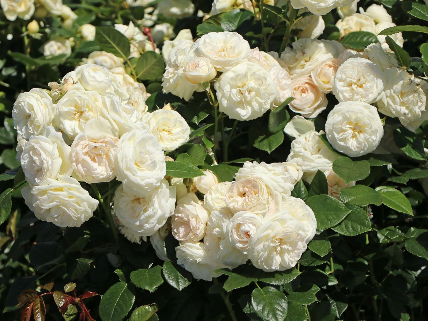 Nostalgie®-Strauchrose 'Artemis' ® 4 Nostalgie®-Strauchrose 'Artemis' ® – Bild 4