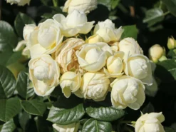 Nostalgie®-Strauchrose 'Artemis' ® 24 Nostalgie®-Strauchrose 'Artemis' ® -Deutschland Garten Funk Verkaufs-Shop nostalgie strauchrose artemis m054913 w 10