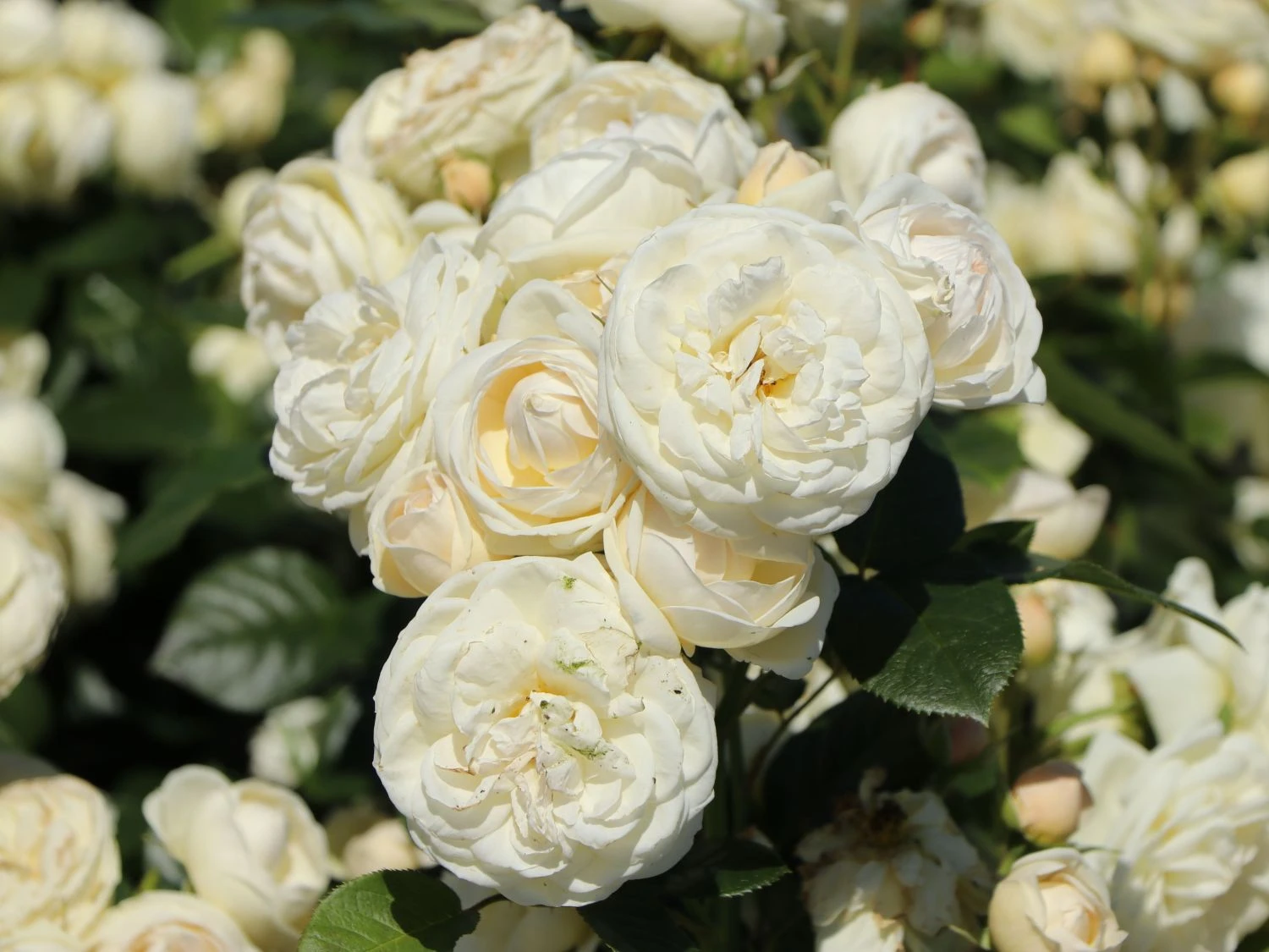 Nostalgie®-Strauchrose 'Artemis' ® 3 Nostalgie®-Strauchrose 'Artemis' ® – Bild 3