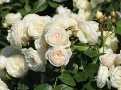 Nostalgie®-Strauchrose 'Artemis' ® 23 Nostalgie®-Strauchrose 'Artemis' ® -Deutschland Garten Funk Verkaufs-Shop nostalgie strauchrose artemis m054913 w 3
