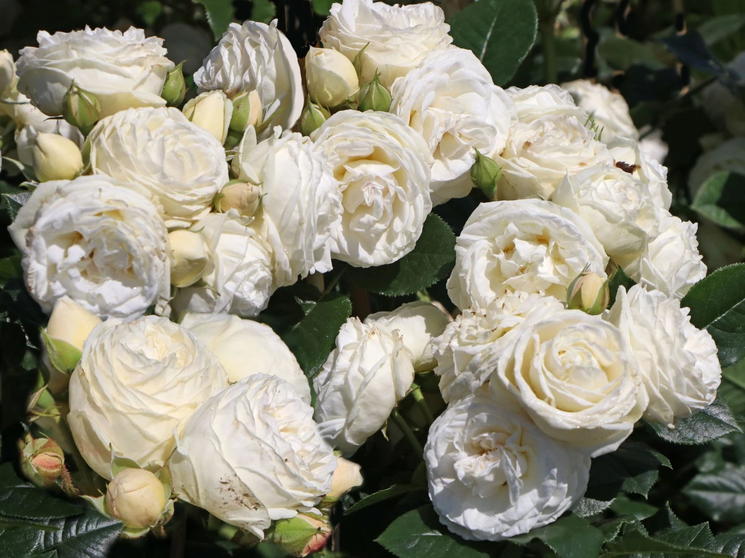 Nostalgie®-Strauchrose 'Artemis' ® 2 Nostalgie®-Strauchrose 'Artemis' ® – Bild 2