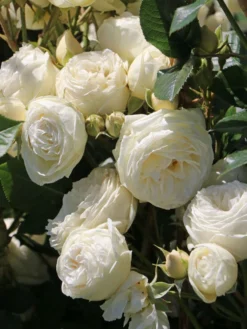 Nostalgie®-Strauchrose 'Artemis' ® 27 Nostalgie®-Strauchrose 'Artemis' ® -Deutschland Garten Funk Verkaufs-Shop nostalgie strauchrose artemis m054913 w 5