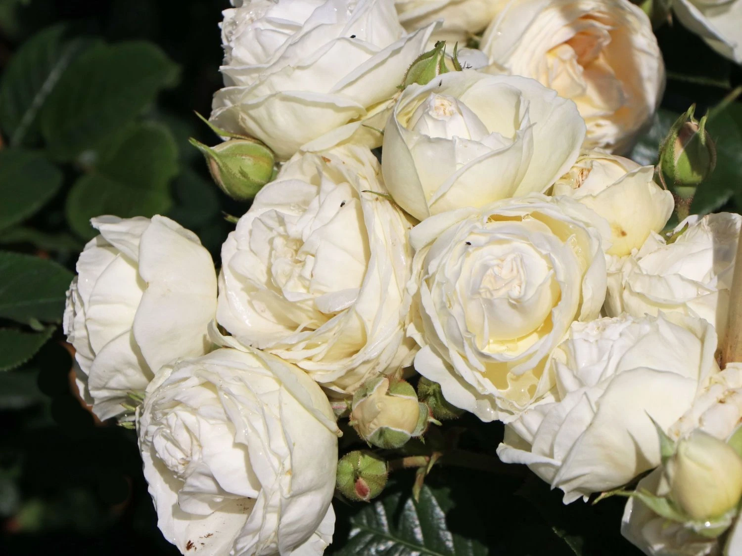 Nostalgie®-Strauchrose 'Artemis' ® 9 Nostalgie®-Strauchrose 'Artemis' ® – Bild 9