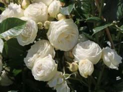 Nostalgie®-Strauchrose 'Artemis' ® 28 Nostalgie®-Strauchrose 'Artemis' ® -Deutschland Garten Funk Verkaufs-Shop nostalgie strauchrose artemis m054913 w 7