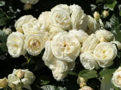 Nostalgie®-Strauchrose 'Artemis' ® 22 Nostalgie®-Strauchrose 'Artemis' ® -Deutschland Garten Funk Verkaufs-Shop nostalgie strauchrose artemis m054913 w 8