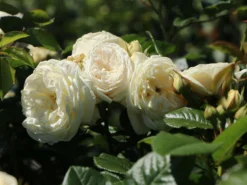 Nostalgie®-Strauchrose 'Artemis' ® 25 Nostalgie®-Strauchrose 'Artemis' ® -Deutschland Garten Funk Verkaufs-Shop nostalgie strauchrose artemis m054913 w 9