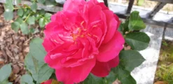 Nostalgie®-Strauchrose 'Soul' ® -Deutschland Garten Funk Verkaufs-Shop nostalgie strauchrose soul m094359 104383 0