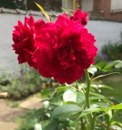 Nostalgie®-Strauchrose 'Soul' ® -Deutschland Garten Funk Verkaufs-Shop nostalgie strauchrose soul m094359 1062565 0