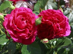 Nostalgie®-Strauchrose 'Soul' ®