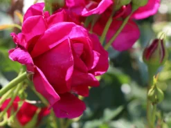 Nostalgie®-Strauchrose 'Soul' ® -Deutschland Garten Funk Verkaufs-Shop nostalgie strauchrose soul m094359 w 3