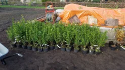 Ovalblättriger Liguster -Deutschland Garten Funk Verkaufs-Shop ovalblaettriger liguster m002430 1042036 1