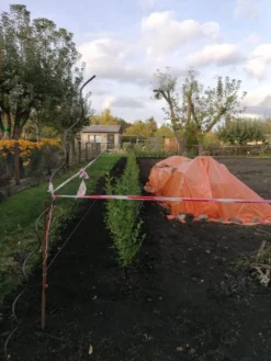 Ovalblättriger Liguster -Deutschland Garten Funk Verkaufs-Shop ovalblaettriger liguster m002430 1042036 2