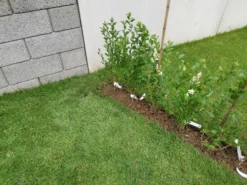 Ovalblättriger Liguster -Deutschland Garten Funk Verkaufs-Shop ovalblaettriger liguster m002430 1157133 0