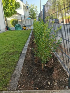 Ovalblättriger Liguster -Deutschland Garten Funk Verkaufs-Shop ovalblaettriger liguster m002430 1170271 0