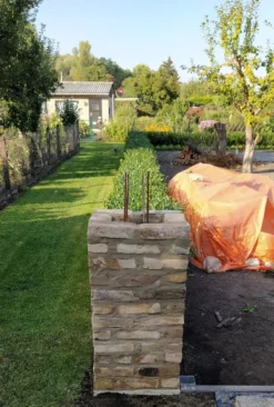 Ovalblättriger Liguster -Deutschland Garten Funk Verkaufs-Shop ovalblaettriger liguster m002430 193676 0