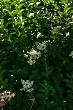 Ovalblättriger Liguster -Deutschland Garten Funk Verkaufs-Shop ovalblaettriger liguster m002430 441289 0