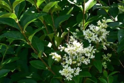 Ovalblättriger Liguster -Deutschland Garten Funk Verkaufs-Shop ovalblaettriger liguster m002430 441289 1