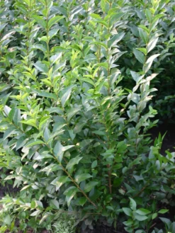 Ovalblättriger Liguster -Deutschland Garten Funk Verkaufs-Shop ovalblaettriger liguster m002430 w 1