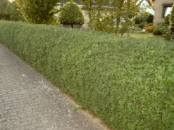 Ovalblättriger Liguster -Deutschland Garten Funk Verkaufs-Shop ovalblaettriger liguster m002430 w 2