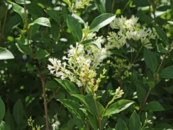 Ovalblättriger Liguster -Deutschland Garten Funk Verkaufs-Shop ovalblaettriger liguster m002430 w 6