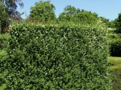 Ovalblättriger Liguster -Deutschland Garten Funk Verkaufs-Shop ovalblaettriger liguster m002430 w 7