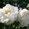 Parkrose 'Alba Suaveolens'