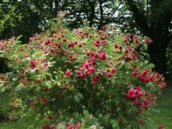 Parkrose 'F. J. Grootendorst'