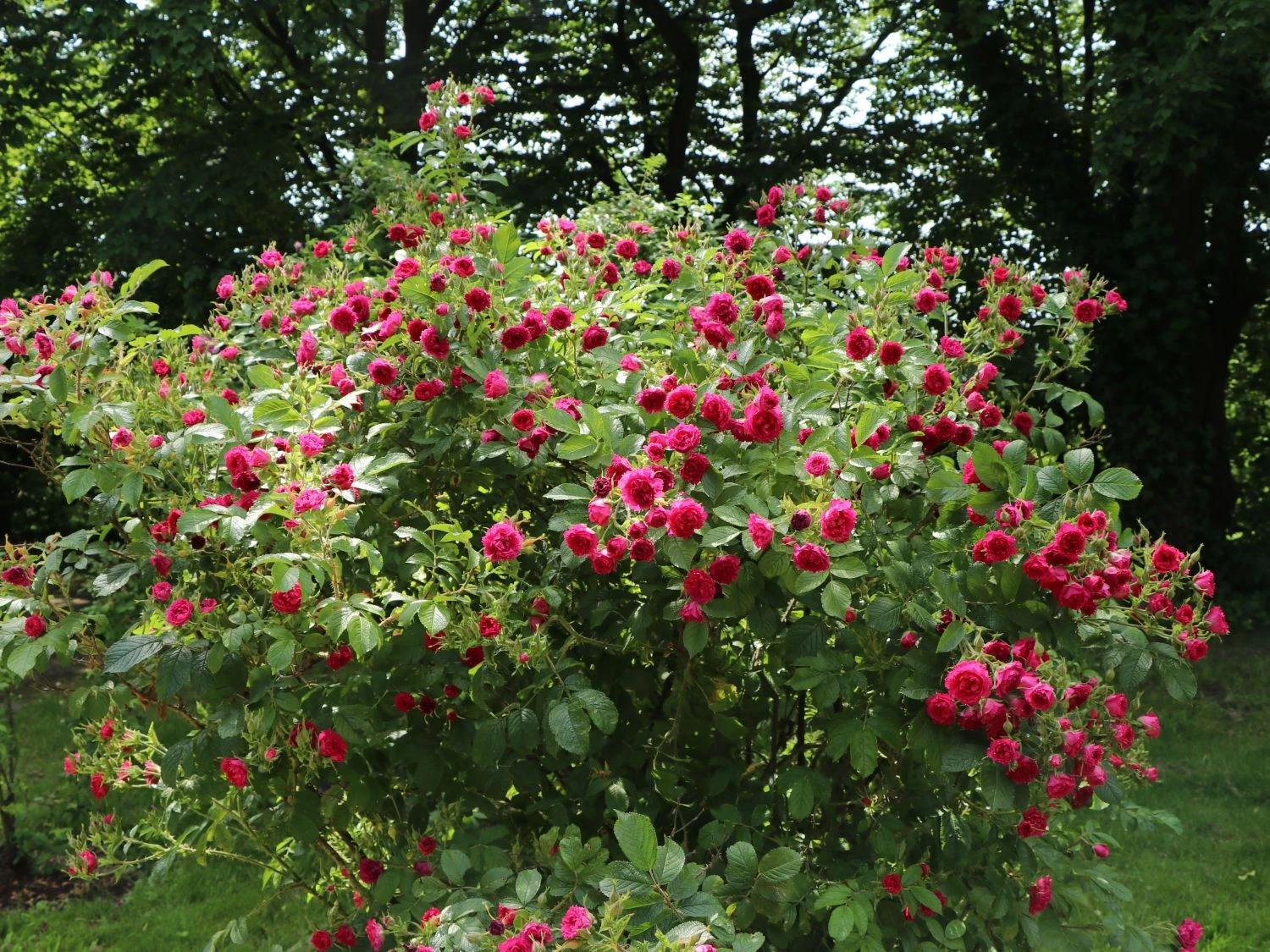 Parkrose 'F. J. Grootendorst' 1 Parkrose 'F. J. Grootendorst'