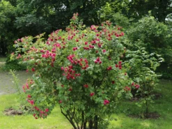 Parkrose 'F. J. Grootendorst' 9 Parkrose 'F. J. Grootendorst' -Deutschland Garten Funk Verkaufs-Shop parkrose f j grootendorst m005588 w 0