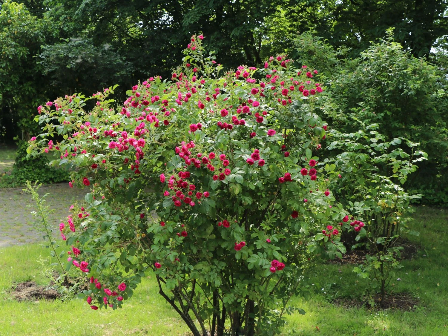 Parkrose 'F. J. Grootendorst' 5 Parkrose 'F. J. Grootendorst' – Bild 5