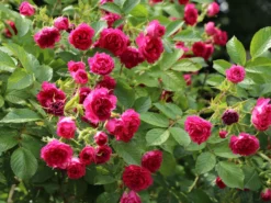 Parkrose 'F. J. Grootendorst' 8 Parkrose 'F. J. Grootendorst' -Deutschland Garten Funk Verkaufs-Shop parkrose f j grootendorst m005588 w 1