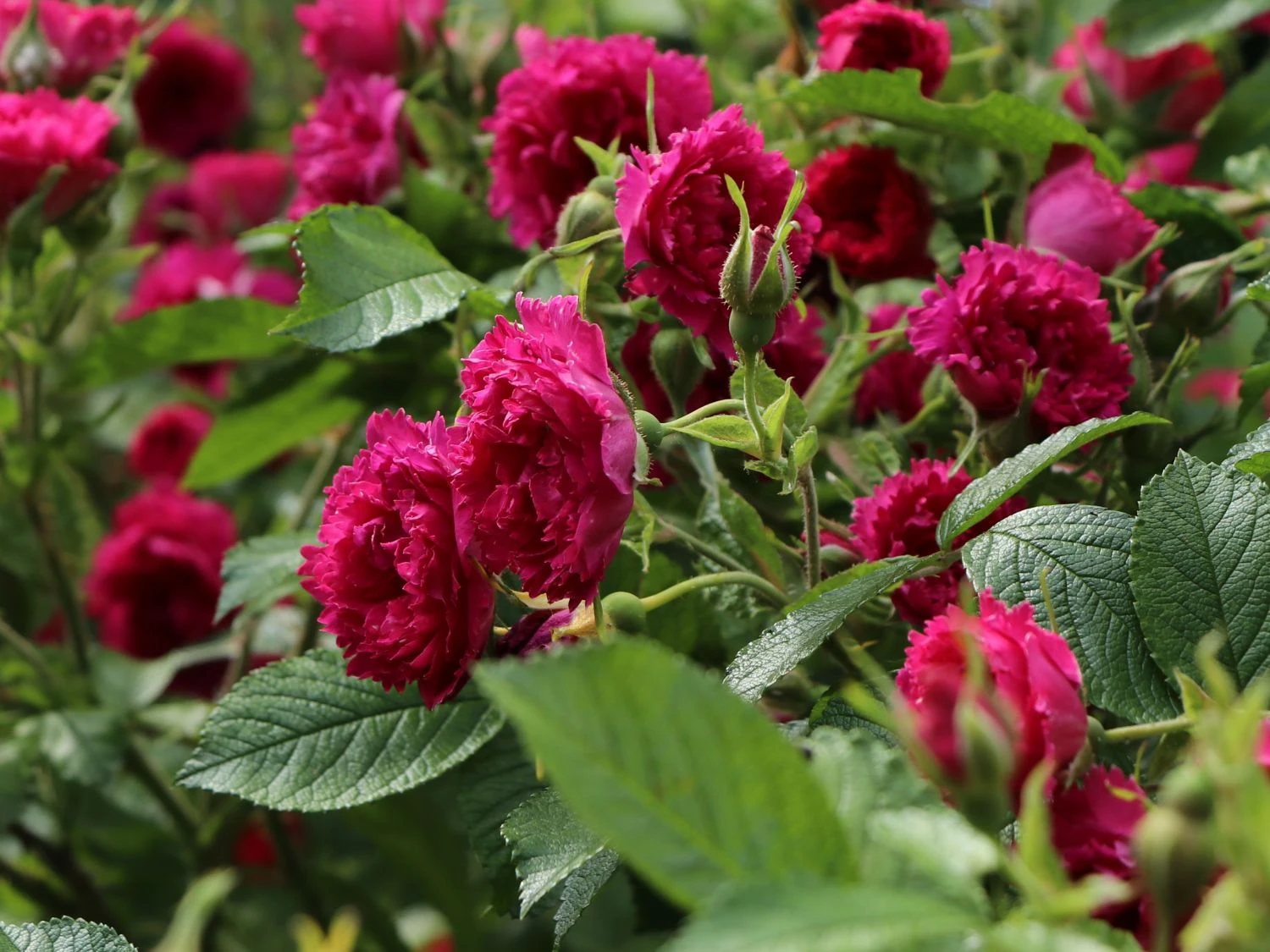 Parkrose 'F. J. Grootendorst' 2 Parkrose 'F. J. Grootendorst' – Bild 2