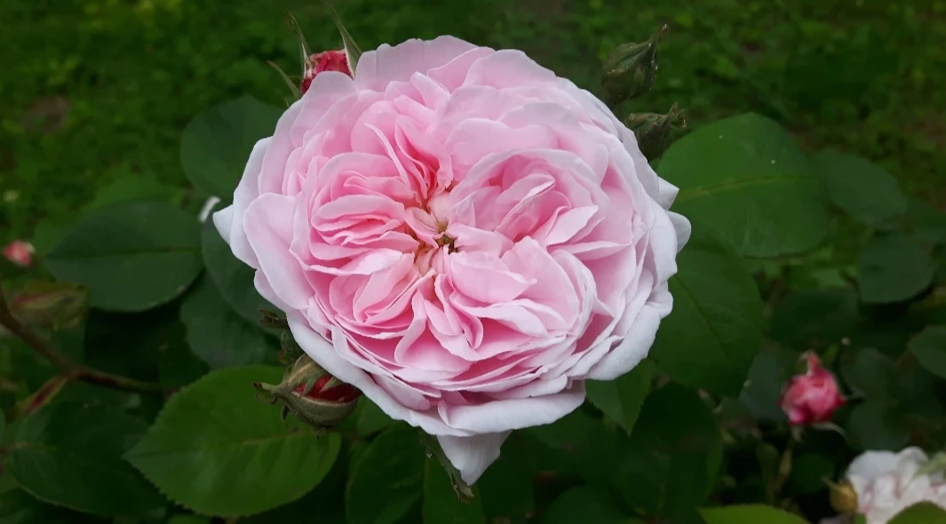 Parkrose 'Fantin Latour' 11 Parkrose 'Fantin Latour' – Bild 11