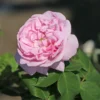 Parkrose 'Fantin Latour'