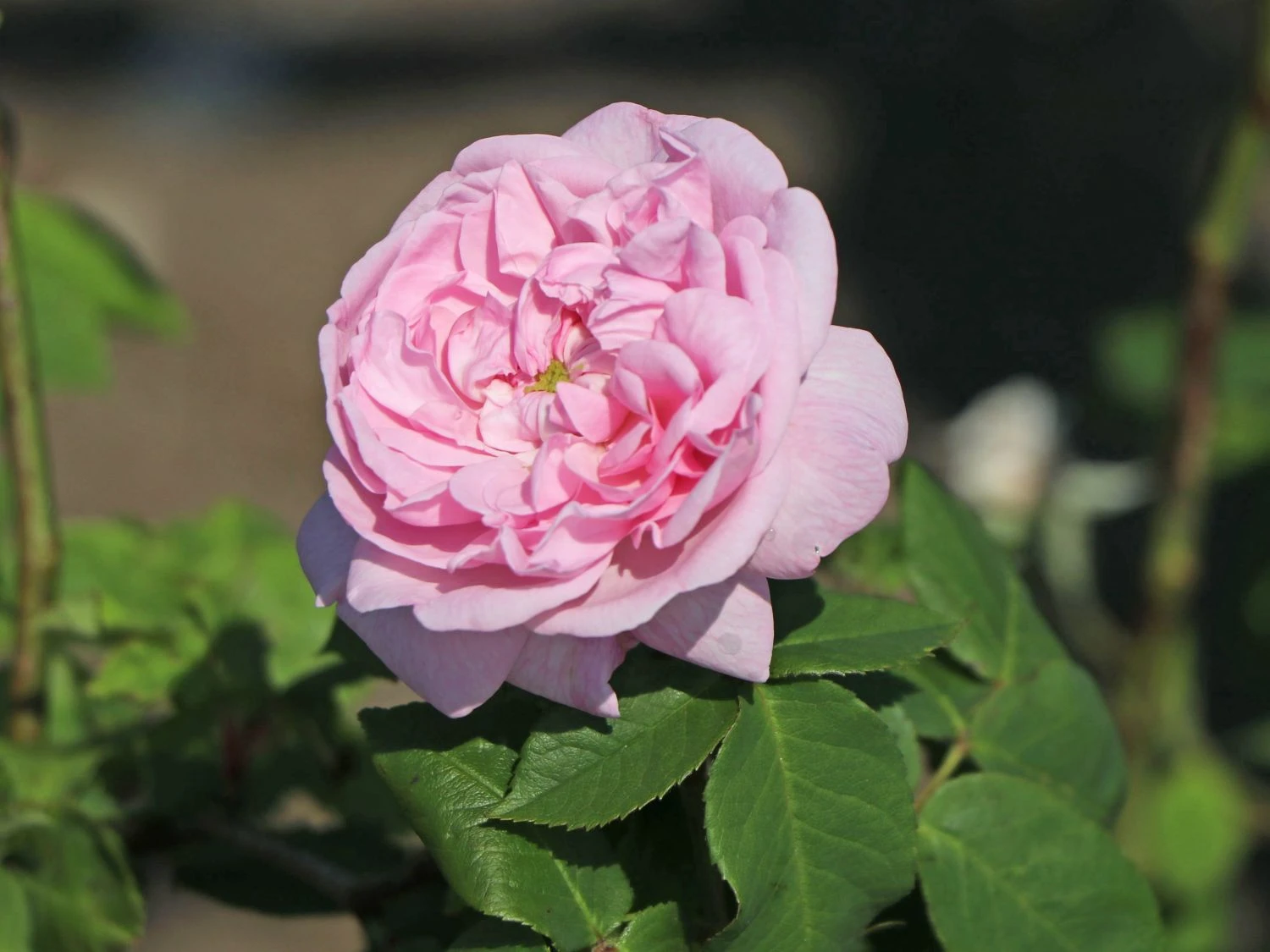 Parkrose 'Fantin Latour' 1 Parkrose 'Fantin Latour'