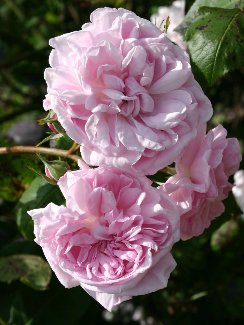 Parkrose 'Fantin Latour' 2 Parkrose 'Fantin Latour' – Bild 2