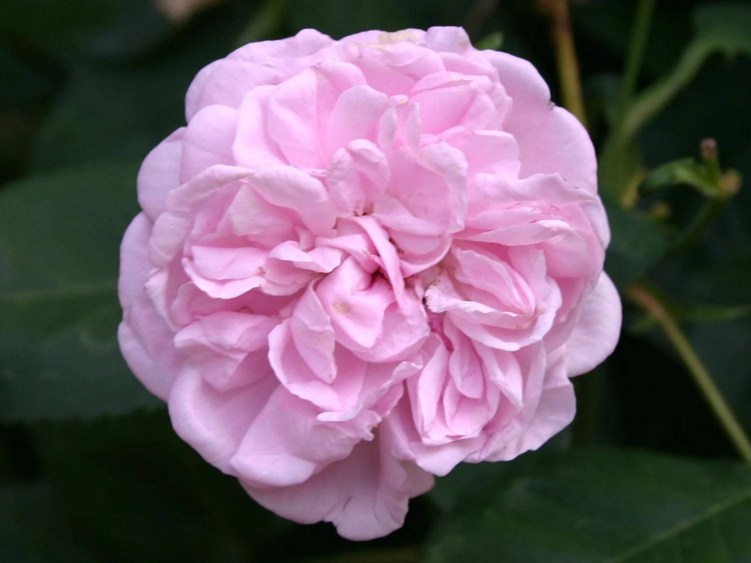 Parkrose 'Fantin Latour' 4 Parkrose 'Fantin Latour' – Bild 4