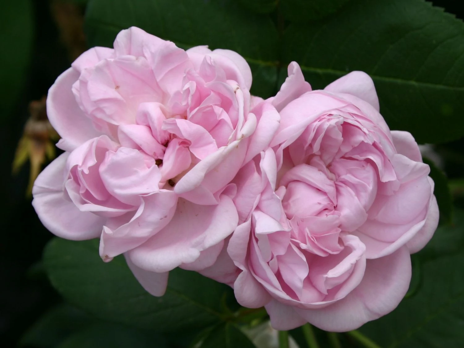 Parkrose 'Fantin Latour' 5 Parkrose 'Fantin Latour' – Bild 5