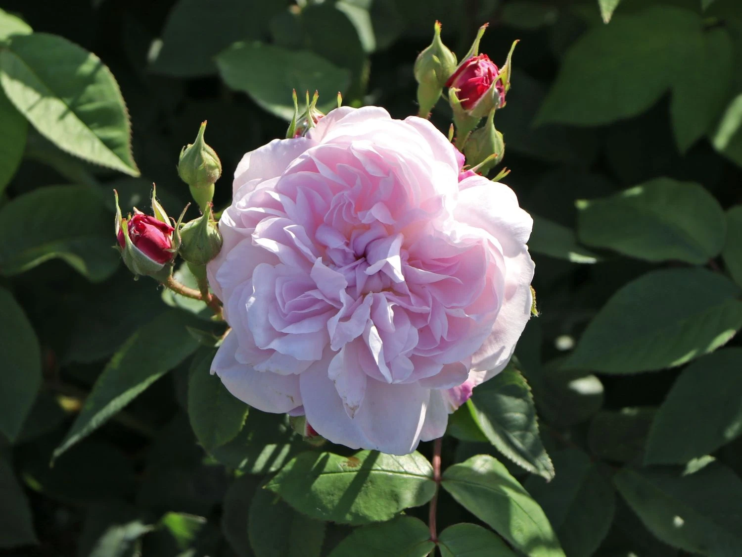 Parkrose 'Fantin Latour' 9 Parkrose 'Fantin Latour' – Bild 9