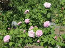 Parkrose 'Fantin Latour' 13 Parkrose 'Fantin Latour' -Deutschland Garten Funk Verkaufs-Shop parkrose fantin latour m005582 w 4