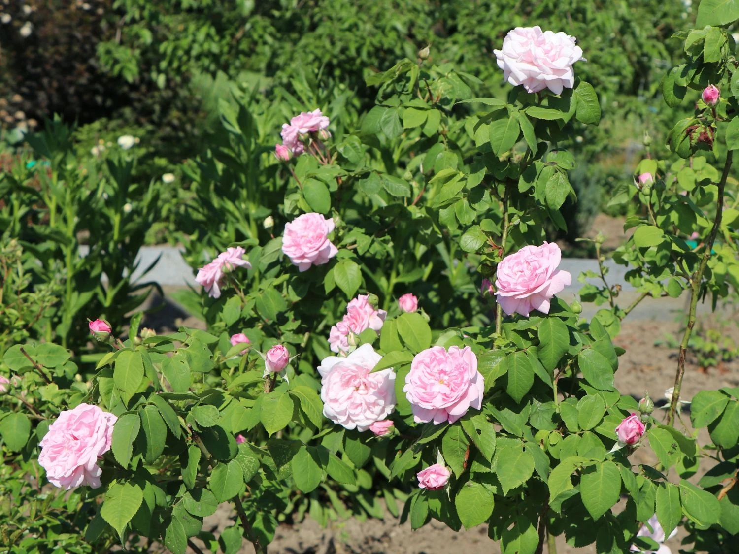 Parkrose 'Fantin Latour' 3 Parkrose 'Fantin Latour' – Bild 3