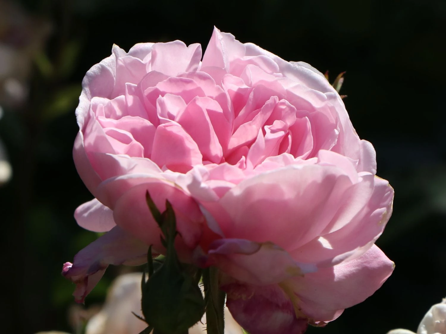 Parkrose 'Fantin Latour' 7 Parkrose 'Fantin Latour' – Bild 7